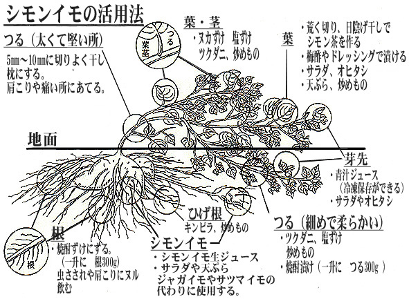 シモンイモ利用