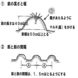 シモンイモ栽培