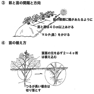 シモンイモ栽培