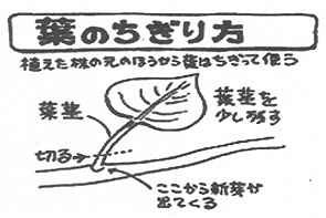シモンイモ栽培(葉の切り方)